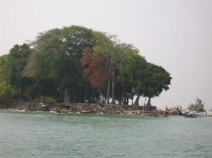Pulau damar Ko cuma pohon ya...